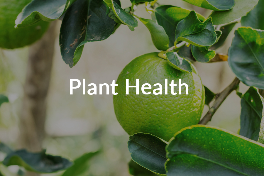 Plant health